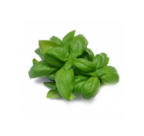 Basil